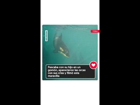 🎣 Pescaban en Puerto Madryn, aparecieron las orcas con sus crías y filmaron esta maravilla