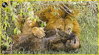 20 Most Brutal Fights Between Lions and Hyenas | Lion Kill Hyena Mercilessly