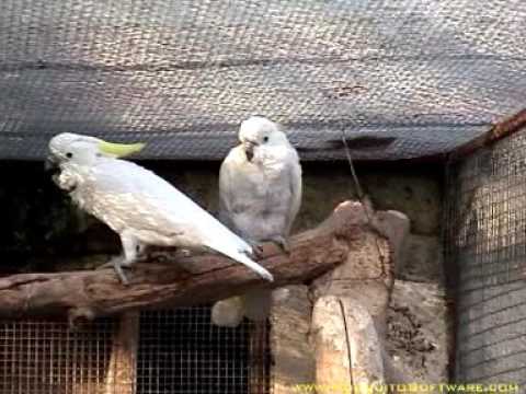 Sulphur Crested Cockatoo Breeding