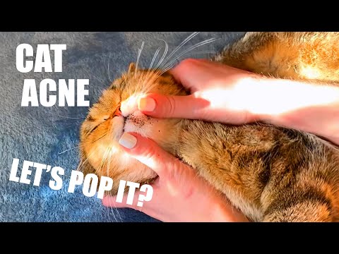 Easy Cat Acne Cleaning with Explanations