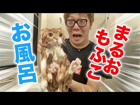 通常のシャンプーで猫をお風呂に入れてもいいですか?