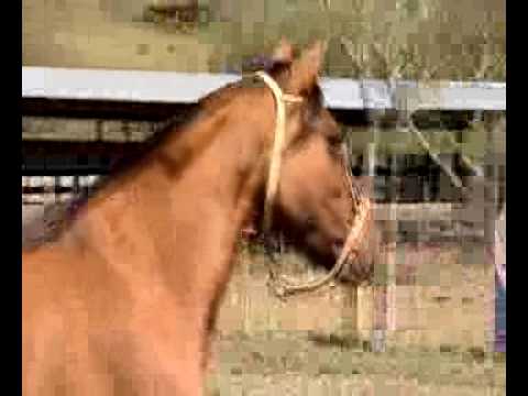 LOTE 05 - Capanegra Feliciana