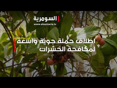 شاهد بالفيديو.. كربلاء    اطلاق حملة جوية واسعة لمكافحة الحشرات