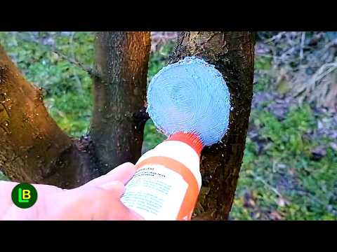 How to Prune Plum Trees and Protect Large Cuts (Prevent Disease)