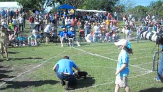 preview picture of video '2013 Buda Lions Wiener Dogs Races - Morning Race #1'