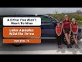 A Drive You Won T Want To Miss Lake Apopka Wildlife Drive Apopka FL