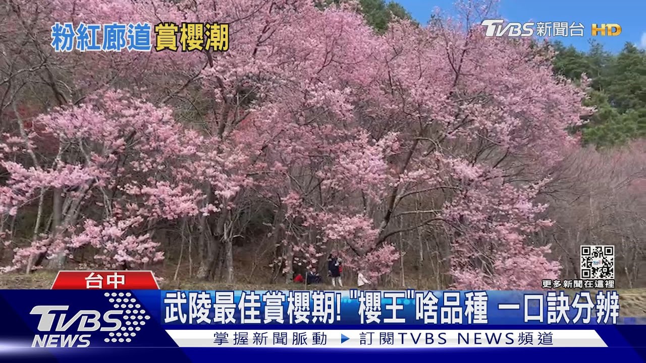 武陵最佳賞櫻期!「櫻王」啥品種 一口訣分辨