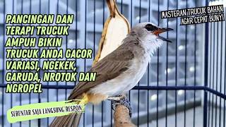 Download lagu Trucukan Gacor Ropel Variasi ini Sangat AMPUH untuk Pancingan Trucuk BAHAN dan Masteran Trucuk Macet mp3