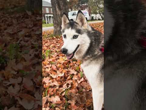 Maddie, an adopted Siberian Husky in Nashville, TN_image-1