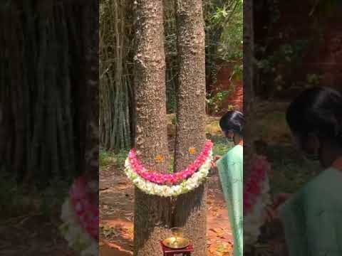 Decade-old Ashram Tree Gives Its First Flower | Isha Yoga Center | Sadhguru
