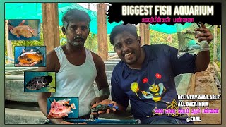 oscar,Cichlids fish Farm in Thoothukudi,eral|GURUAqua farm|₹10முதல் ₹5000 வரை | லாபம் தரும்| part 1