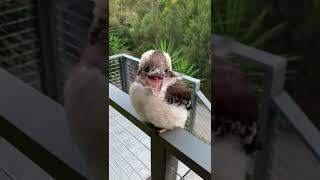 Download lagu Baby Kookaburra Looks Like It's Smiling || ViralHog mp3 Download lagu Baby Kookaburra Looks Like It's Smiling || ViralHog mp3
