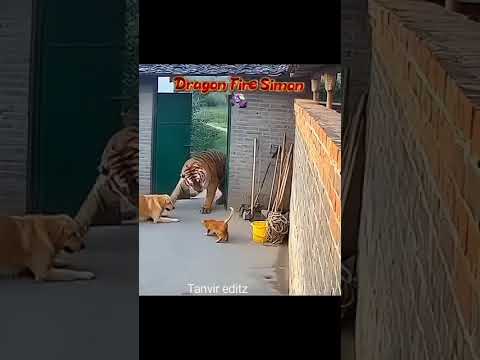 cat power#editing #funnyshorts #tanvir #my #viralshorts #☠️😱😼🙀😹