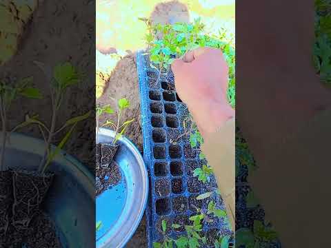 How to Grow Perfect Tomatoes