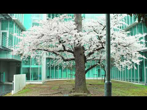 人文社会学科 【不在の時間#54】雨桜　愛知大学 豊橋キャンパスの様子 20210328