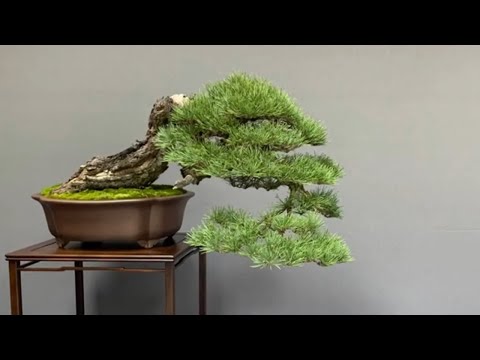 Exhibition bonsai in Madrid Spain part 3