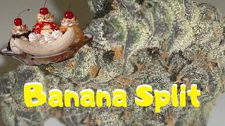 Banana Split Strain Review