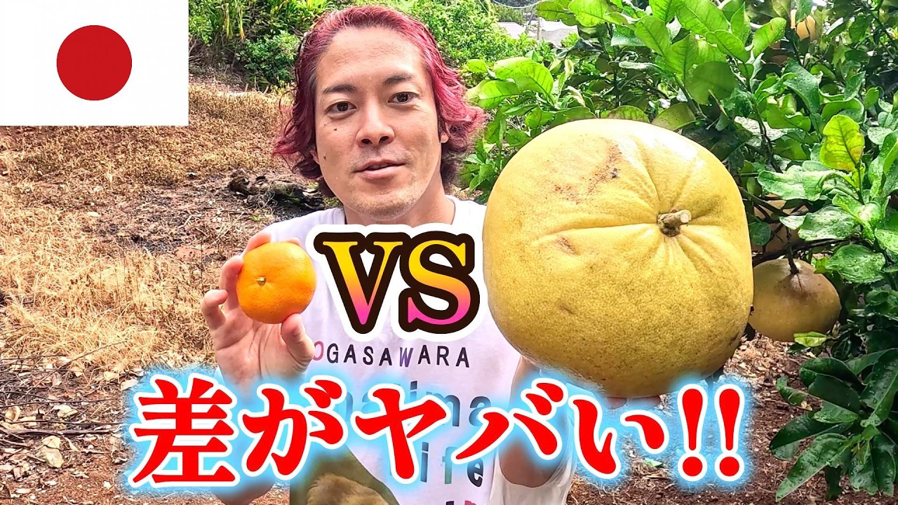 普通のみかん vs 超巨大みかん🍊｜家の畑で獲れた文旦が想像以上だった【小笠原 母島】