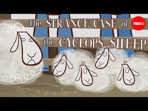 【TED-Ed】The strange case of the cyclops sheep - Tien Nguyen