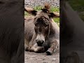 Donkey