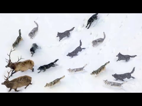 The Biggest Wolf Pack in the World! Druids - Descendants of the Canadian Wolves