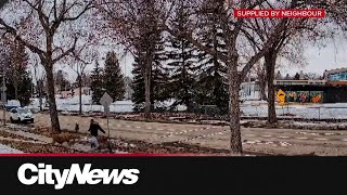 Edmonton neighbourhood fighting dogs after multiple attacks; owners promise change