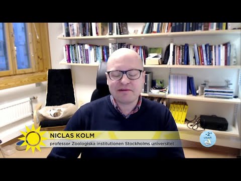 Let´s dance-avslöjandet - här är ledtråd 3 - Nyhetsmorgon (TV4)