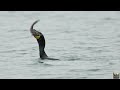 Cormorant Swallow Big Fish Naturevideos Wildlifevideos Cormorant Wildlifevideo Canonc400