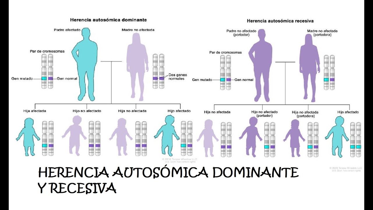 Herencia Autosómica Dominante y Recesiva