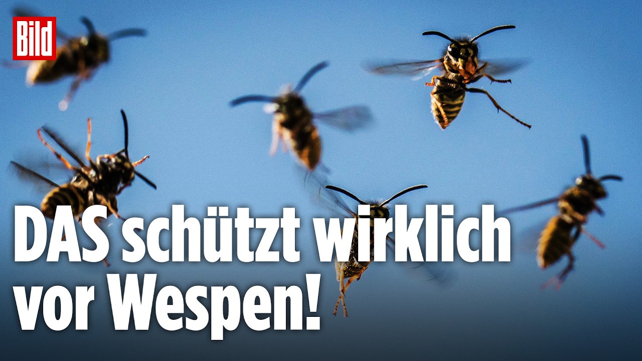 Wespen-Alarm in Deutschland: DAS schützt wirklich vor schmerzhaften Stichen!