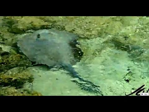 fish of the tidal pool - Barcelo Maya Beach Tropical [HD]