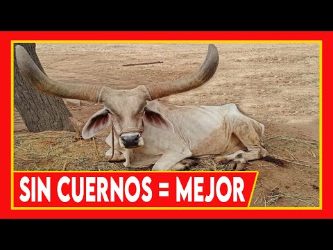 , title : '🔴 GENETICA SIN CUERNOS ES POSIBLE 🏆 Vacas Lecheras y Carnicas ✅'