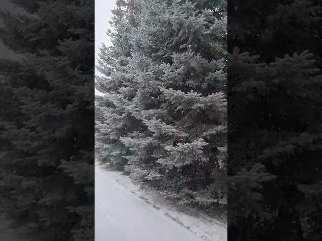 Помните, синоптики обещали нам снегопад - ну и вот получайте, а снег идет!