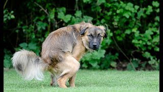 How to Stop Diarrhea in Dogs (Without a Trip to the Vet)