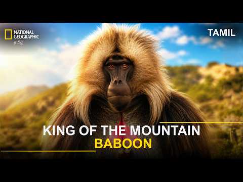 பிரேவ் ஹார்ட் சாம்ராஜ்யத்திற்காக நடக்கும் காட்டுப் போர் 🐒