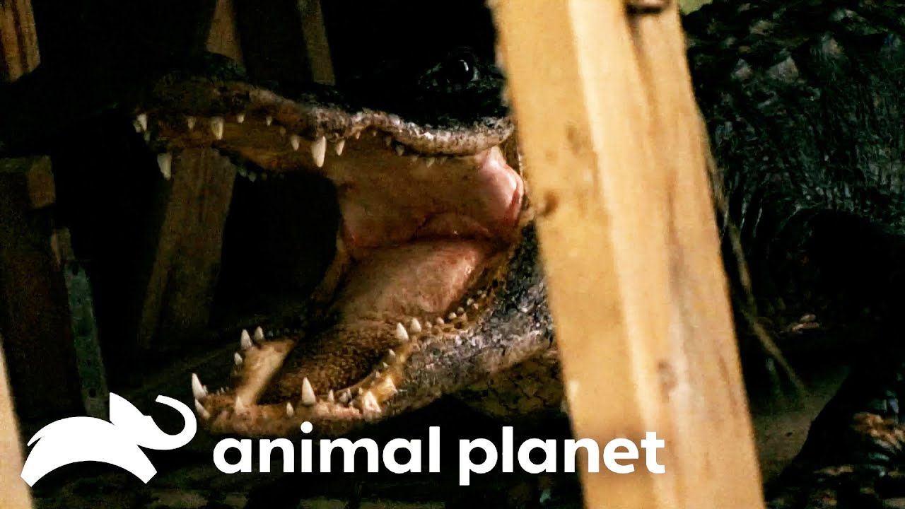 Gigantic Gator Inside HOUSE! | Gator Boys | Animal Planet