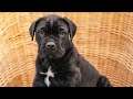 Cane Corso dogs for sale: Jett (Champion Bloodline) - Video 1