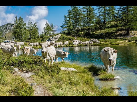 Amici Della Piemontese - Associazione di allevatori della Madama Bianca