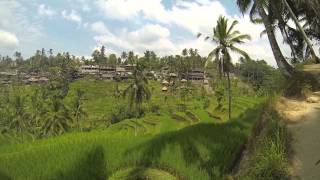 preview picture of video 'Reisterassen bei Jatiluwih - Bali'