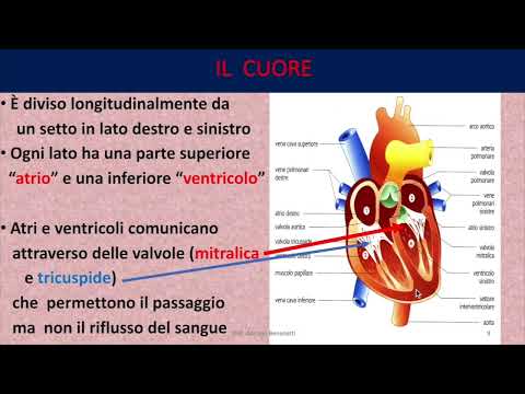 apparato cardiocircolatorio