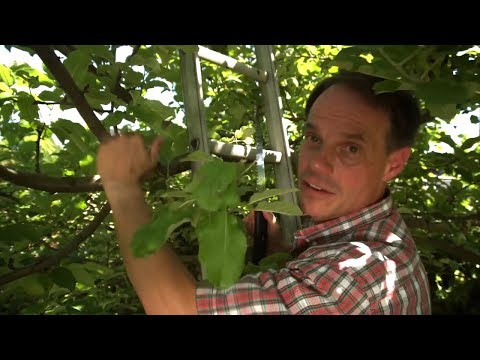 Obstbäume schneiden - Teil 5: Sommerschnitt