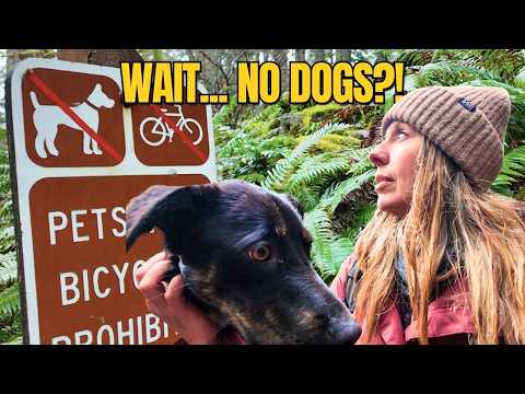 We Drove All This Way… Then Found Out NO DOGS Allowed | Van Life Oregon
