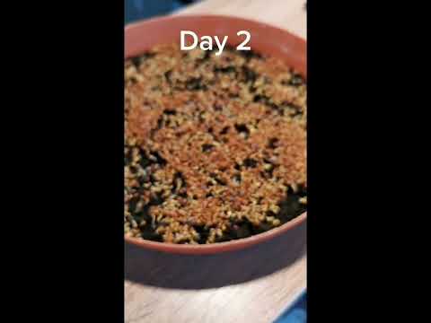 How To Grow Cress From Seed #easter