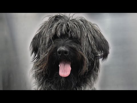 Grooming Gilly the Wolfhound Mix for Adoption