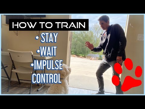 How To Train Your Dog: BASIC OBEDIENCE! (sit, stay, wait)