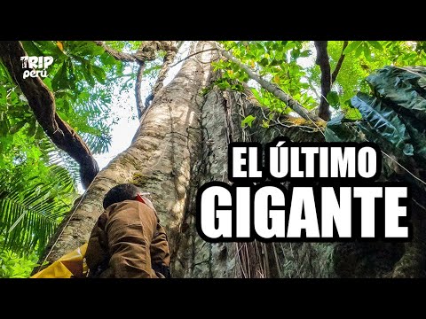 ARBIO: Viviendo como guardabosques entre gigantes milenarios / Trip Perú T1 - E6