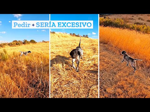 💥𝗘𝘀𝘁𝗮 𝗲𝘀 𝗹𝗮 𝘃𝗲𝗿𝗱𝗮𝗱𝗲𝗿𝗮 𝗲𝘀𝗲𝗻𝗰𝗶𝗮💥 Caza de Codorniz en Media Veda 2024