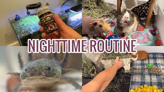 NIGHTTIME ROUTINE WITH MY BEDROOM ZOO