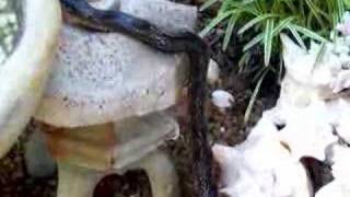 preview picture of video 'MR. KING SNAKE IN MCEWEN TN.'
