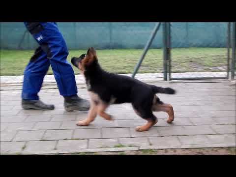 Karin vom Haus Haribal(daughter after Willy vom Kuckucksland)